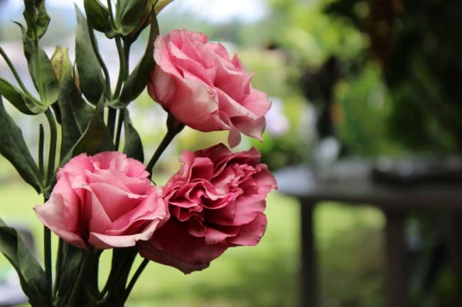 Eustoma